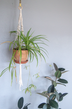 Load image into Gallery viewer, DIY Macrame Kit for Hanging Planters. Set It Down and Macrame. Comes in Small and Medium
