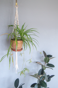 DIY Macrame Kit for Hanging Planters. Set It Down and Macrame. Comes in Small and Medium