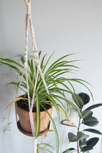 The beautifully crafted DIY Plant Hanger Macrame kit in size medium holding this awesome spider plant! 